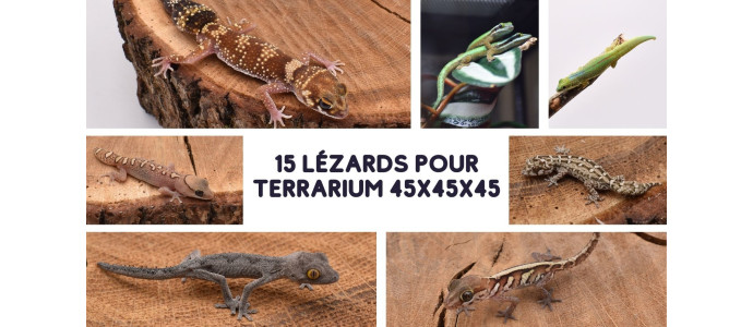 Quelles espèces de lézard pour un petit terrarium de 45 x 45 x 45 cm ?